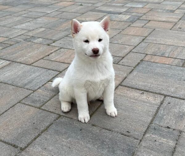 Zorro Shiba Inu