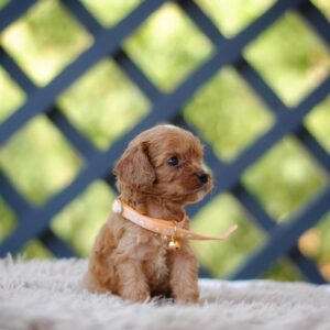 Aang Cavapoo