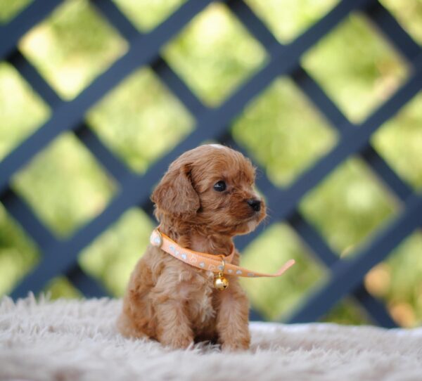 Aang Cavapoo