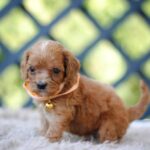 Alcona Cavapoo
