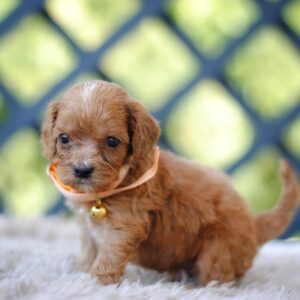 Aang Cavapoo