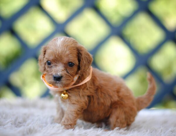 Aang Cavapoo