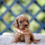 Aang-male-cavapoo-puppy-for-sale-1 (3)