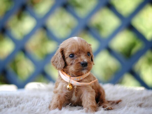 Aang Cavapoo
