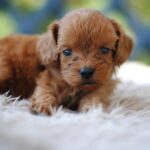 Aang-male-cavapoo-puppy-for-sale-1 (4)