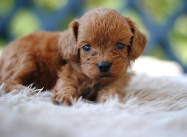 Aang Cavapoo
