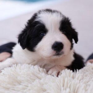 Abby Border Collie