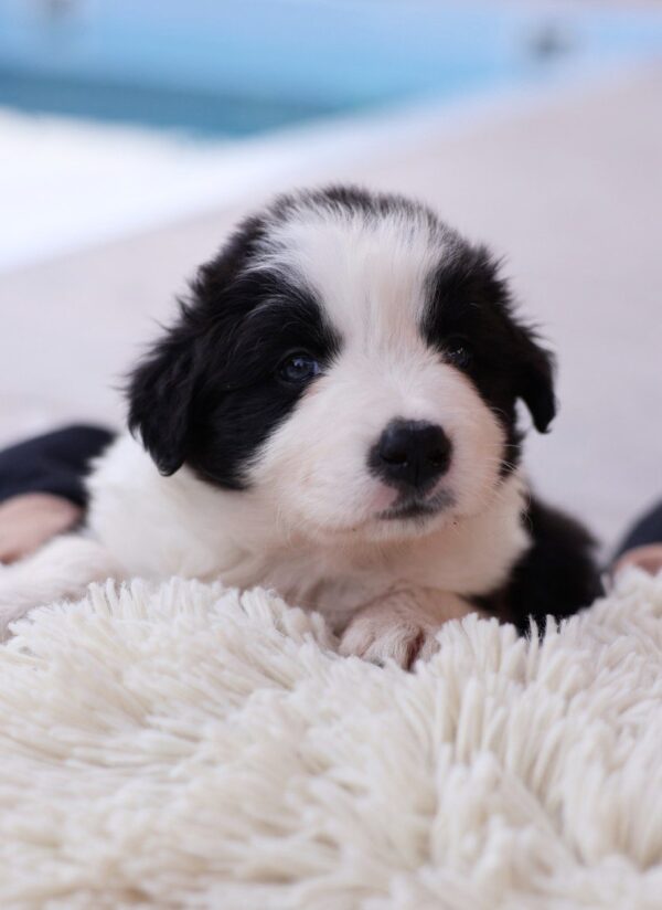 Abby Border Collie