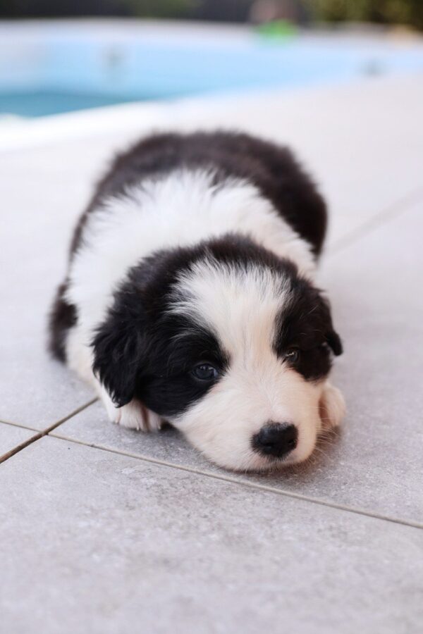 Abby Border Collie