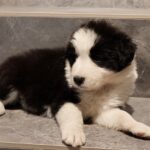 Abby-female-Border-Collie-puppy-for-sale-3