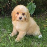 Adam Male Cavapoo puppy for sale (1)
