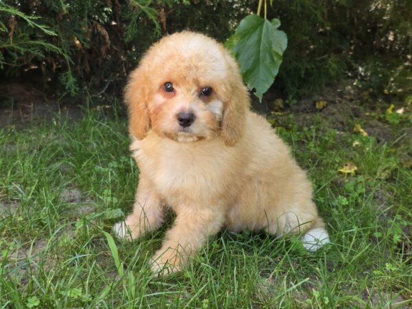 Adam Cavapoo