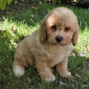 Adam Cavapoo