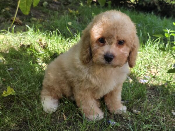 Adam Cavapoo