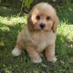 Adam Male Cavapoo puppy for sale (3)