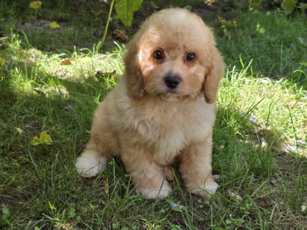 Adam Cavapoo