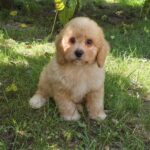 Amanda Cavapoo