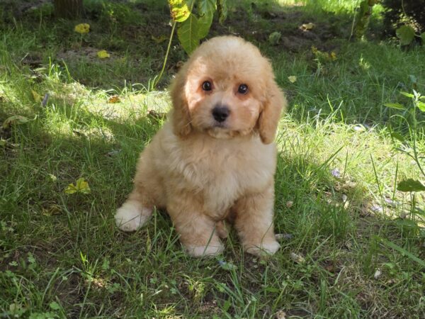 Adam Cavapoo