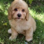 Adam Male Cavapoo puppy for sale (5)