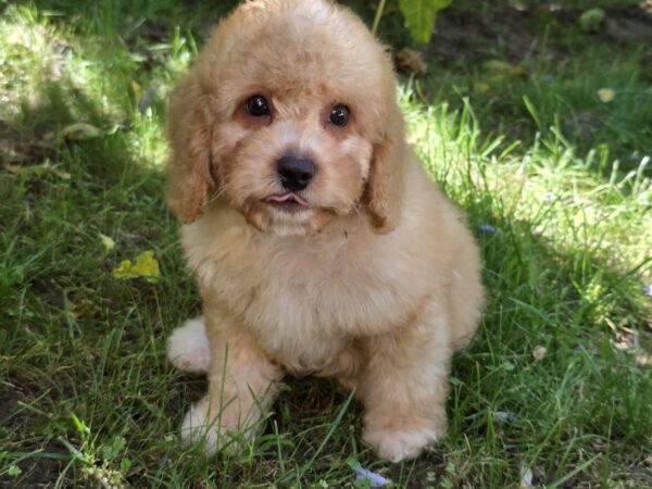 Adam Cavapoo