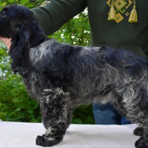 Adamant English Cocker Spaniel