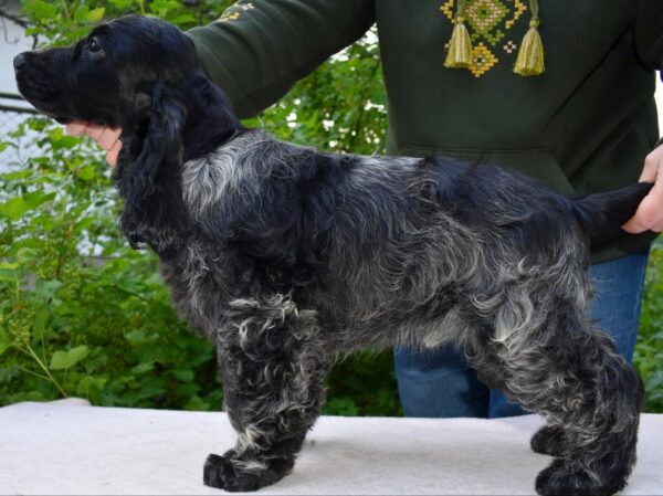 Adamant English Cocker Spaniel