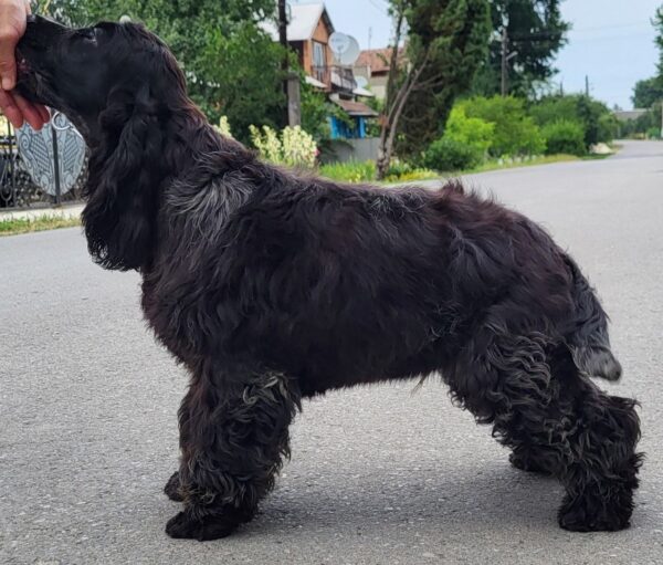 Adamant English Cocker Spaniel