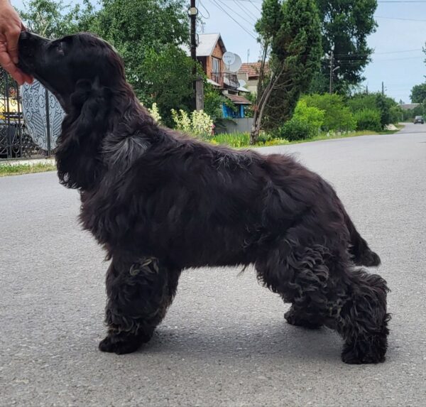 Adamant English Cocker Spaniel