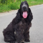 Chessa English Cocker Spaniel