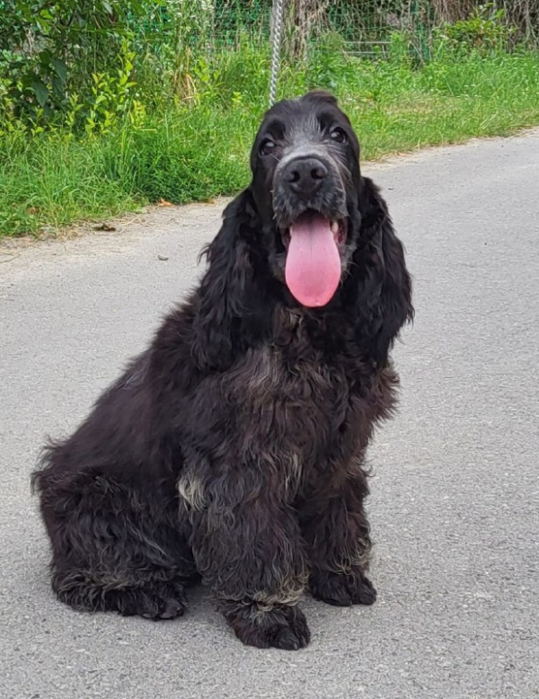Adamant English Cocker Spaniel