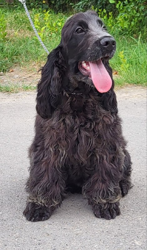 Adamant English Cocker Spaniel