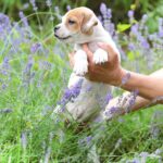 Adele-female-Staffordshire-Bull-Terrier-puppy-for-sale-1