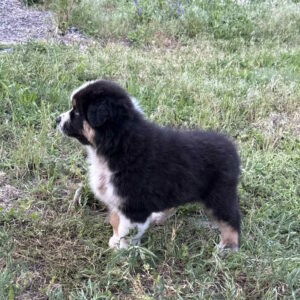 Adler Australian Shepherd
