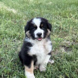 Adler Australian Shepherd