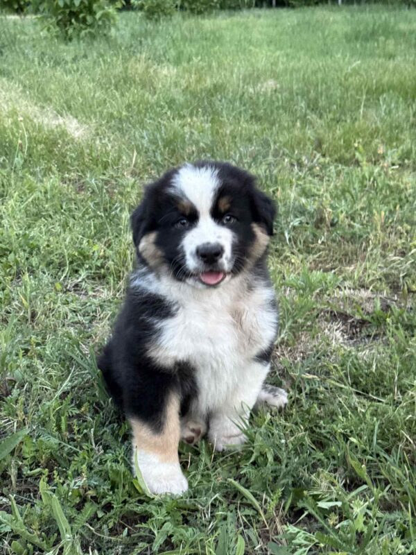Adler Australian Shepherd