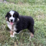 Adler-female-australian-shepherd-puppy-for-sale-1 (3)