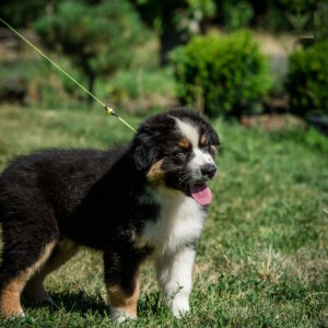 Adler Australian Shepherd
