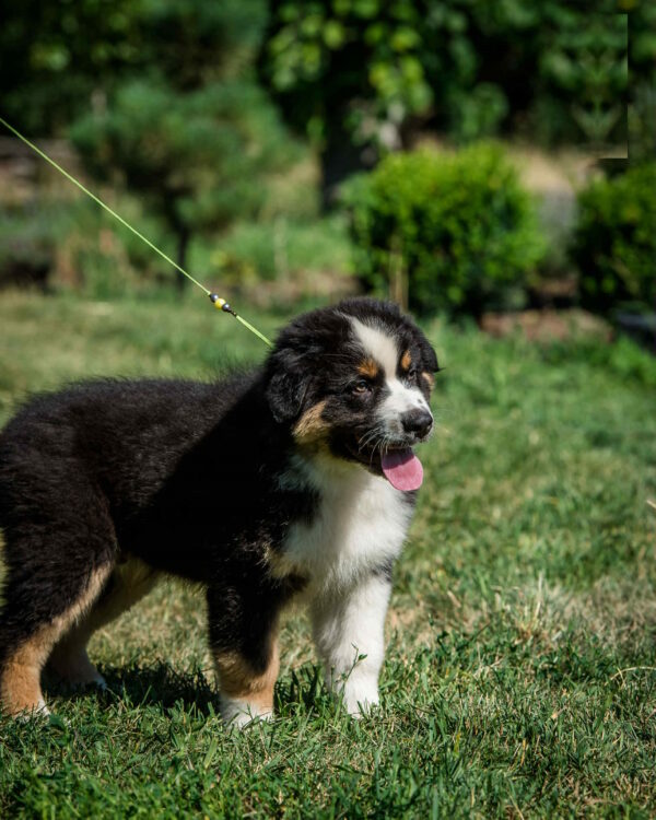 Adler Australian Shepherd