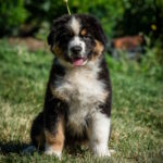 Sars Australian Shepherd