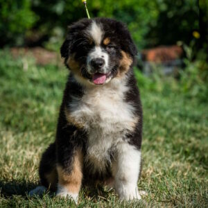 Adler Australian Shepherd