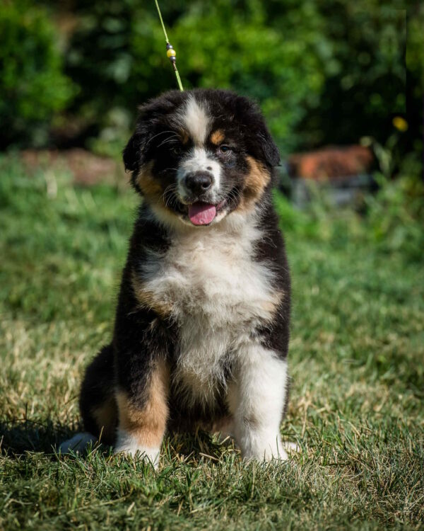 Adler Australian Shepherd