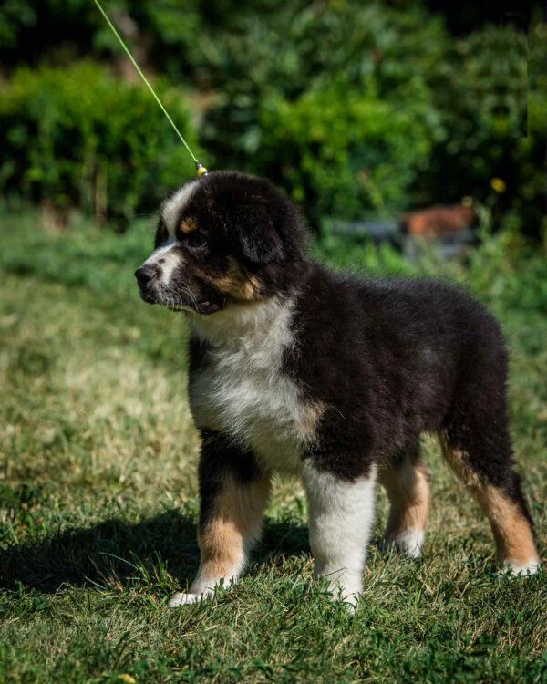 Adler Australian Shepherd
