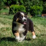 Adler-male-australian-shepherd-puppy-for-sale-1 (4)