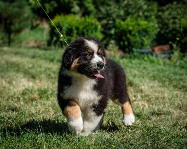 Adler Australian Shepherd