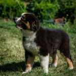 Adler-male-australian-shepherd-puppy-for-sale-1 (5)