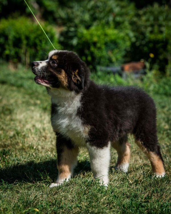 Adler Australian Shepherd