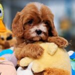 Aella-female-Cavapoo-puppy-for-sale-1