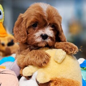 Aella Cavapoo