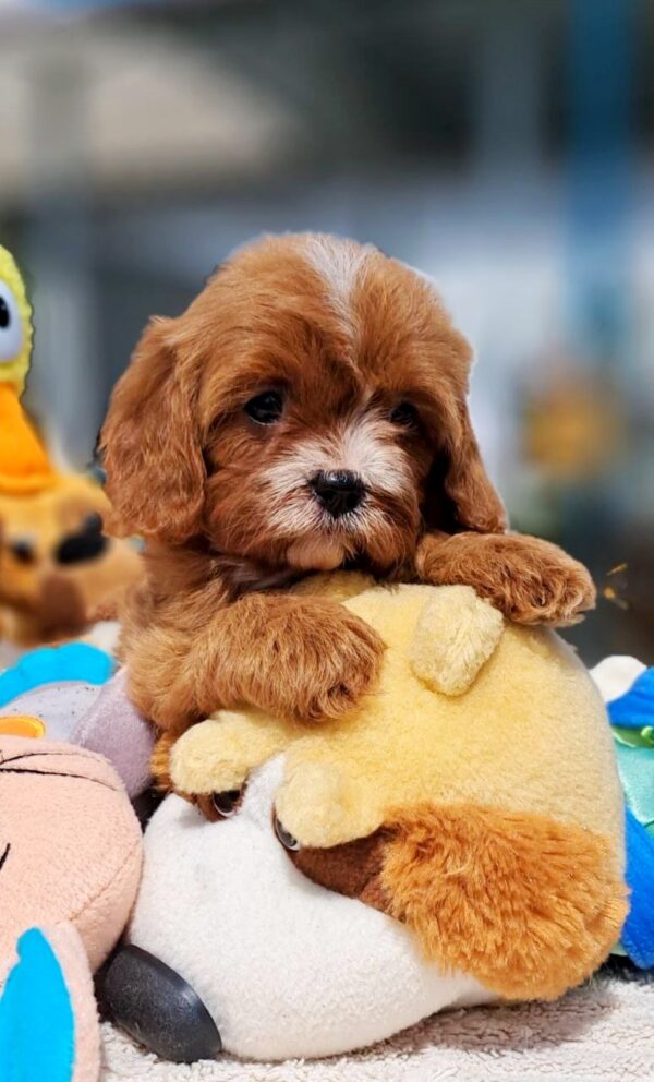 Aella Cavapoo
