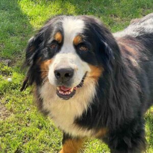 Afina and Michal Bernese Mountain Dog